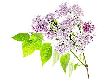 曝《明末：渊虚之羽》将于7月17日发售 期待吗？